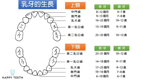 牙齒小顆的人|牙齒